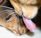 Swift abyssinians